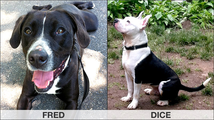 rescue dogd Fred and Dice